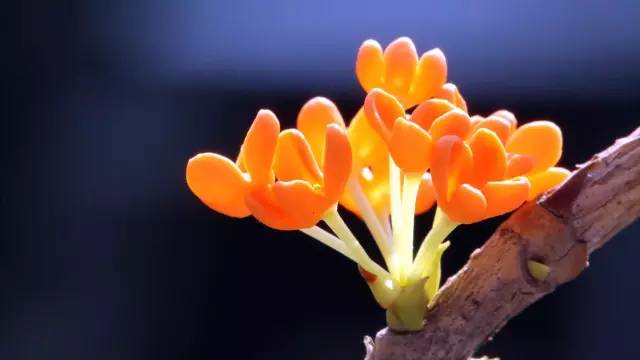 园林设计植物一览表图,神贴十大经典