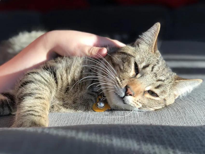 新手养猫必需品,新手养猫建议养公还是母