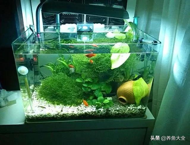 鱼缸用什么杀菌消毒最好,鱼缸杀菌消毒二氧化氯