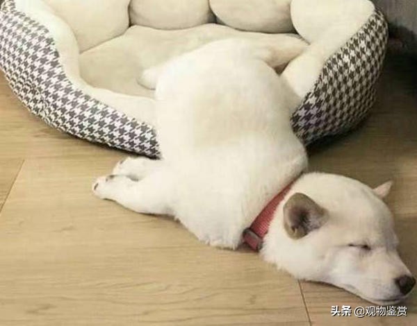 睡凉垫对狗狗好吗,夏季狗狗凉垫窝