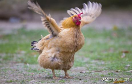 怎么处理鸡死亡率最高,鸡鸭传染病的最佳治疗方法