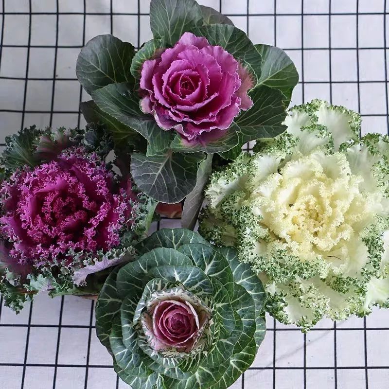 什么花喜庆又好养又好看,家养最旺财的十种花推荐