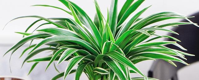 冻蔫的吊兰怎么补救,吊兰枯萎变黄需要剪掉吗