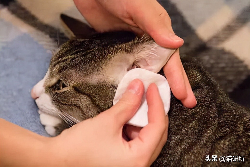 猫咪耳螨怎么治疗才能彻底好,耳螨猫咪用什么药猫咪老是乱动