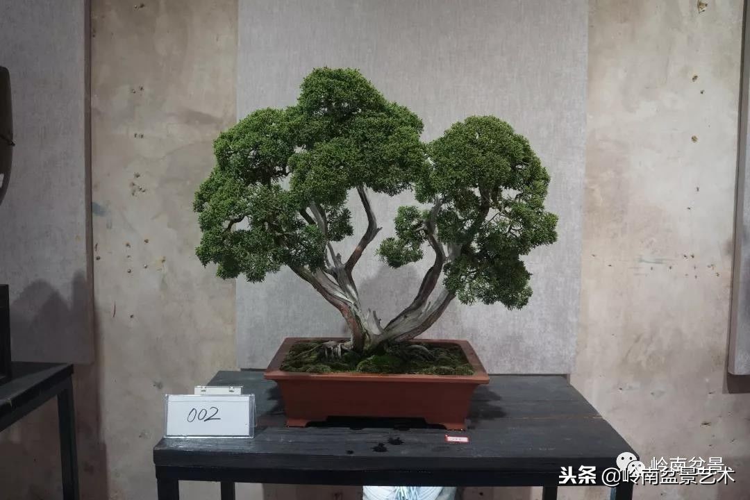閲戝脊瀛愬湪鐩嗘櫙涓殑鍦颁綅,姒嗘爲鍦ㄧ泦鏅晫鍦颁綅