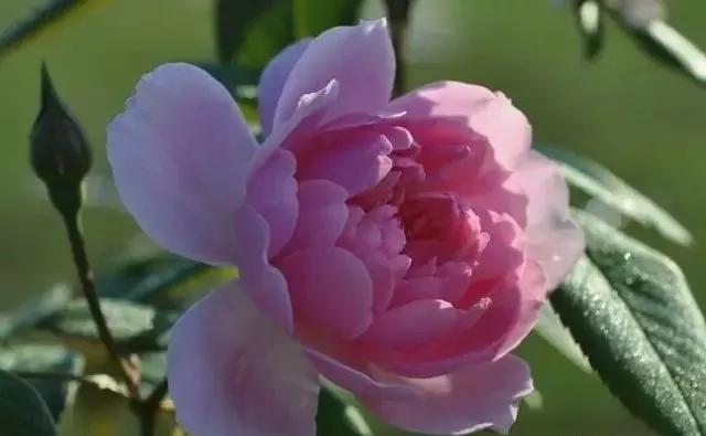 每天学习一点点各种花代表的花语,每天学习一朵花知识