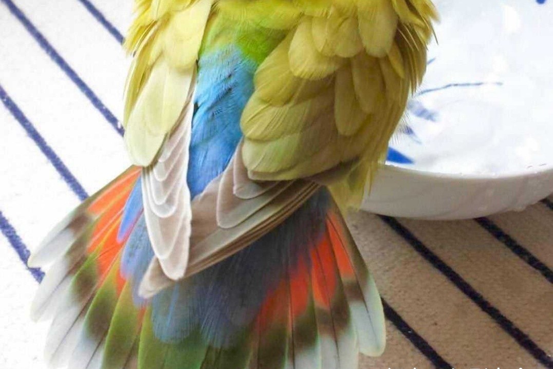 普兰牡丹鹦鹉是头类还是面类,面类牡丹和头面牡丹鹦鹉如何区分