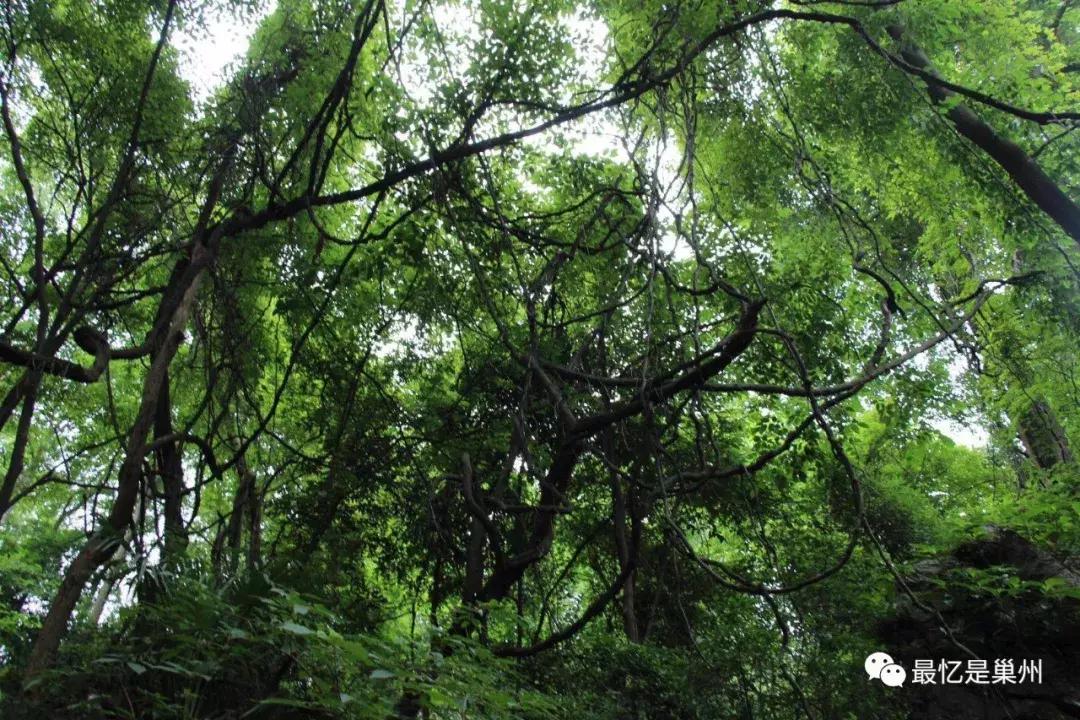 巢湖王国祥:我的母亲