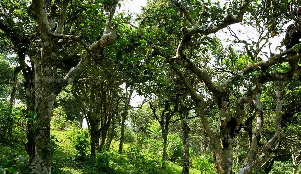 临沧古树茶有哪些产地和品种,古树茶产地在临沧哪里