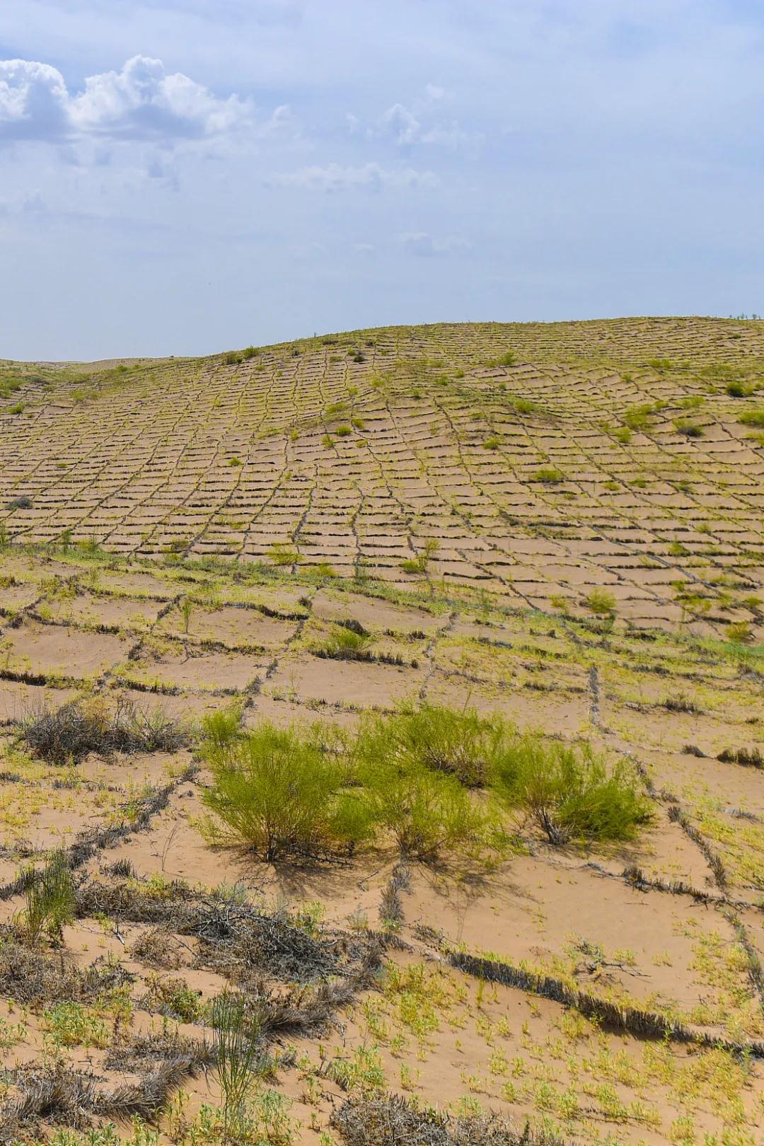 中国植树造林面积,中国植树造林成果国外有什么看法