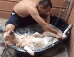 柯基屁股蓄水能力这么强，给狗狗洗澡该关注什么？