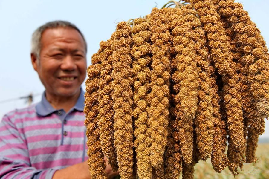 谷子的种植方法与技术,谷子种植掌握的技术有哪些