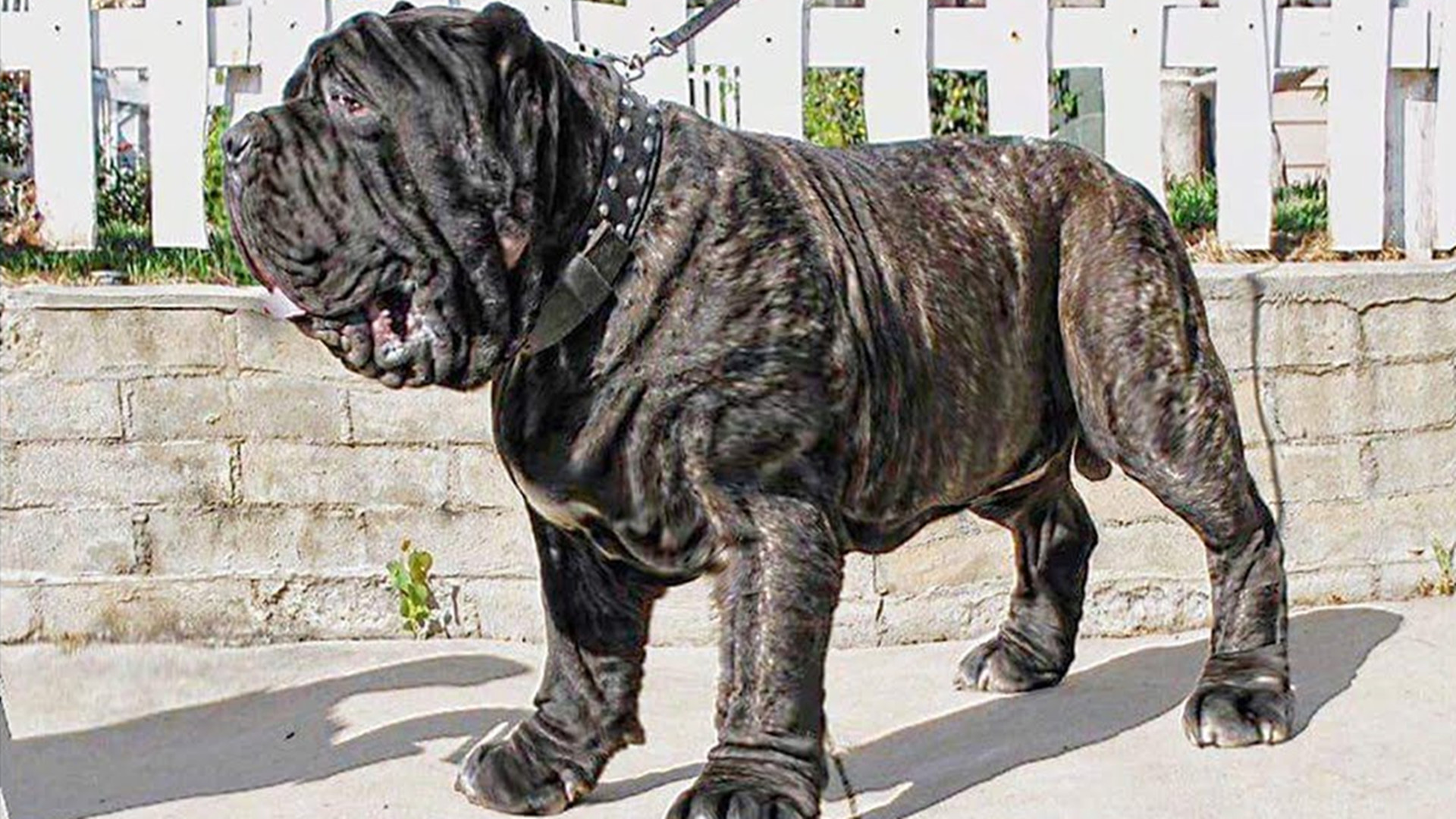 俗称杀人犬是什么犬,纽波利顿犬危险吗