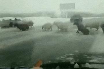 开心搞笑视频小哥哥,小哥哥搞笑视频gif