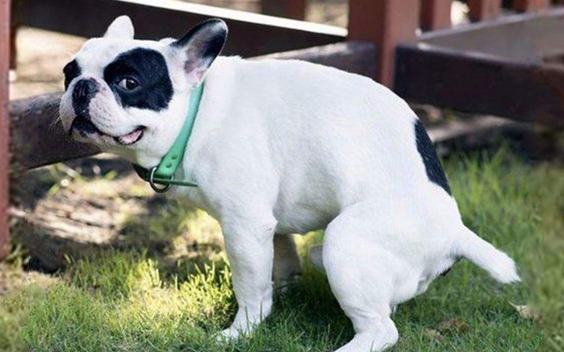 狗狗上火拉不出便便怎么办,狗狗上火眼睛红最快解决方法