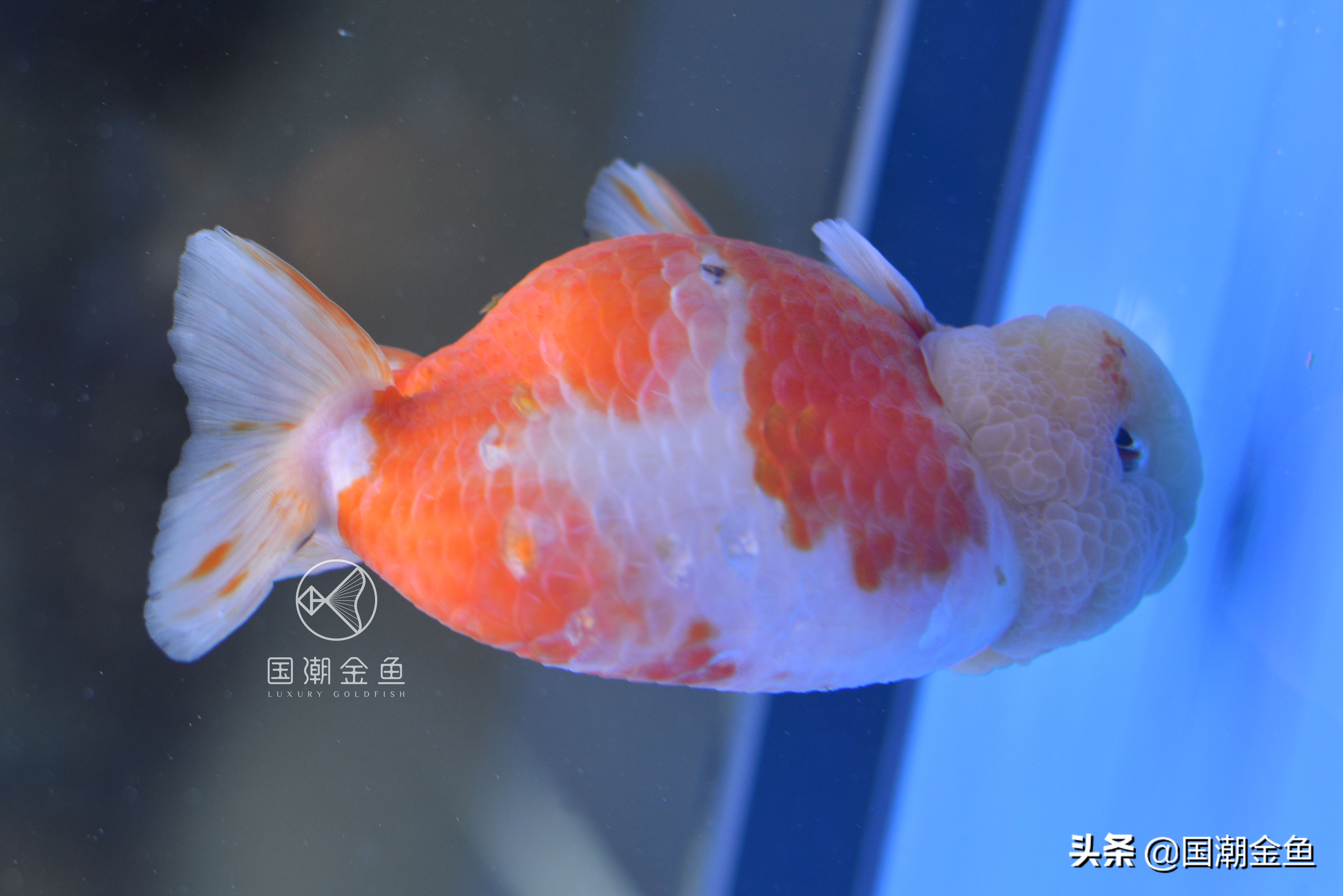 鱼病烂鳃用什么药,鱼病烂鳃是怎么样的