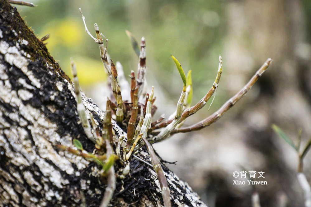 袁隆平五彩田园,广西五彩田园现代农业园区