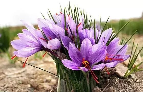 世界十大漂亮名贵花卉,植物研究世界名贵花卉
