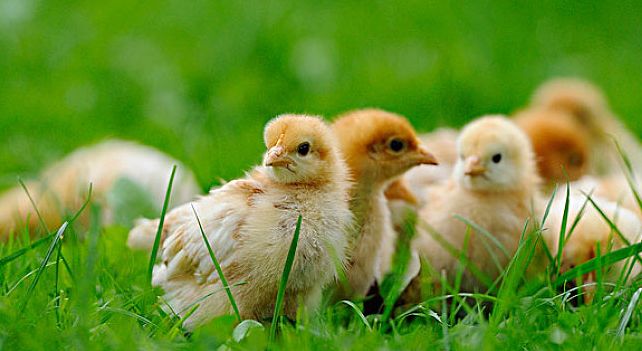 鸡过料怎么治疗好得快,鸡过料最快解决方法