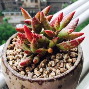 水泡系列多肉,水泡多肉系列品种