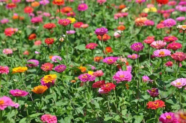 身边常见花卉识别,身边常见的树有哪些