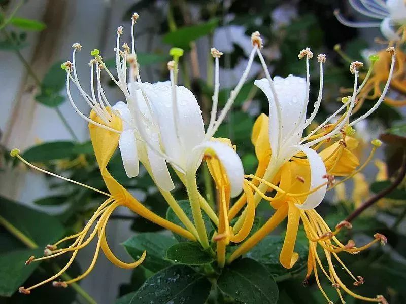 看到花的时候，不知是什么花？那就收下这份百花图谱