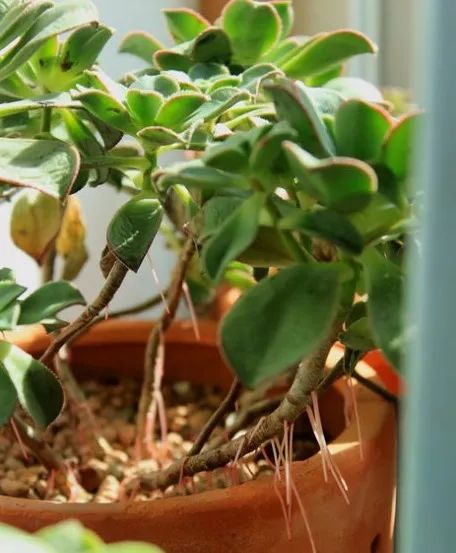 多肉长气根的原因及治疗,为啥多肉杆上长须根