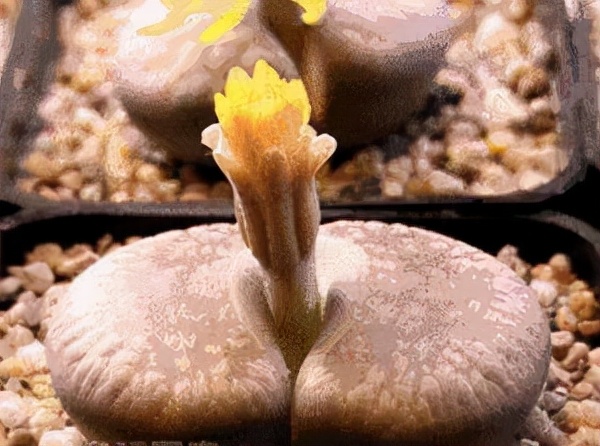 坚持提肛的好处是什么？