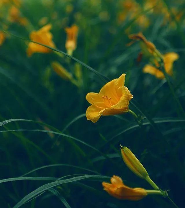 雨水花园植物区,雨水花园水生植物