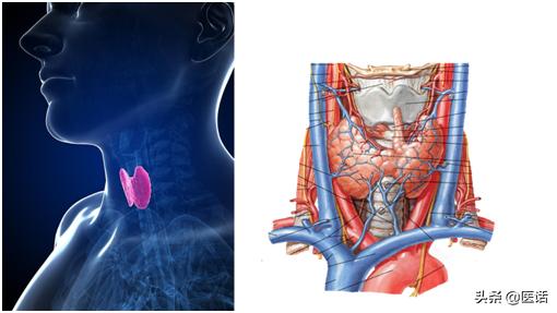 甲状腺疾病诊疗1000例,甲状腺癌症能病退的10大重病
