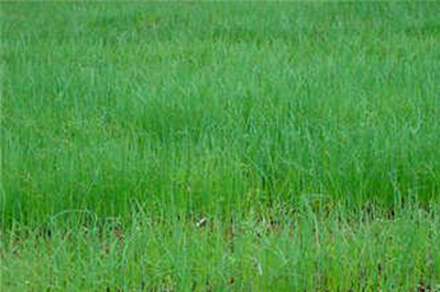 浙江洋葱种植时间和方法 (洋葱和大蒜种植时间)