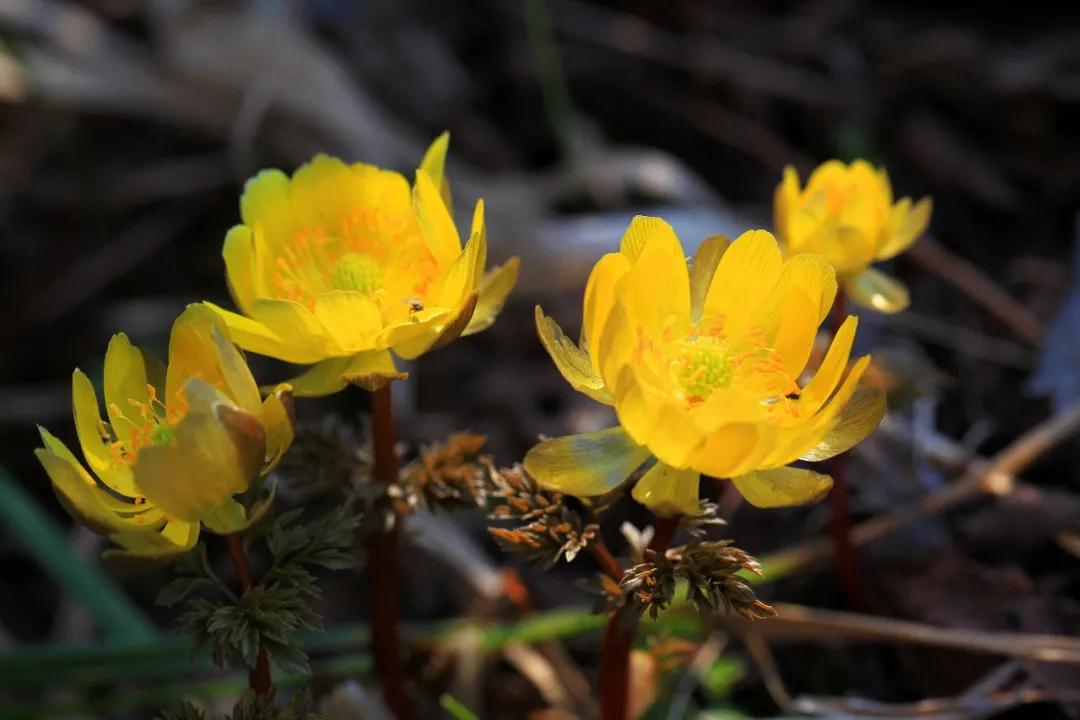 林业生态旅游科普,林草科普