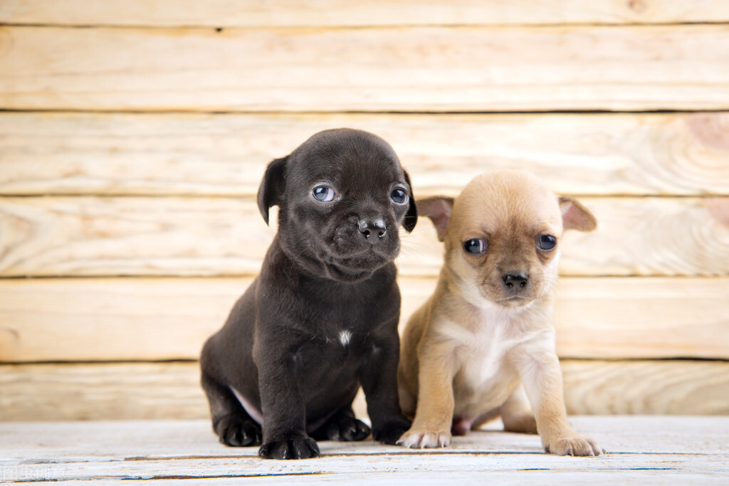 狗狗牙龈发炎用什么消炎药,狗狗牙龈出血是怎么了