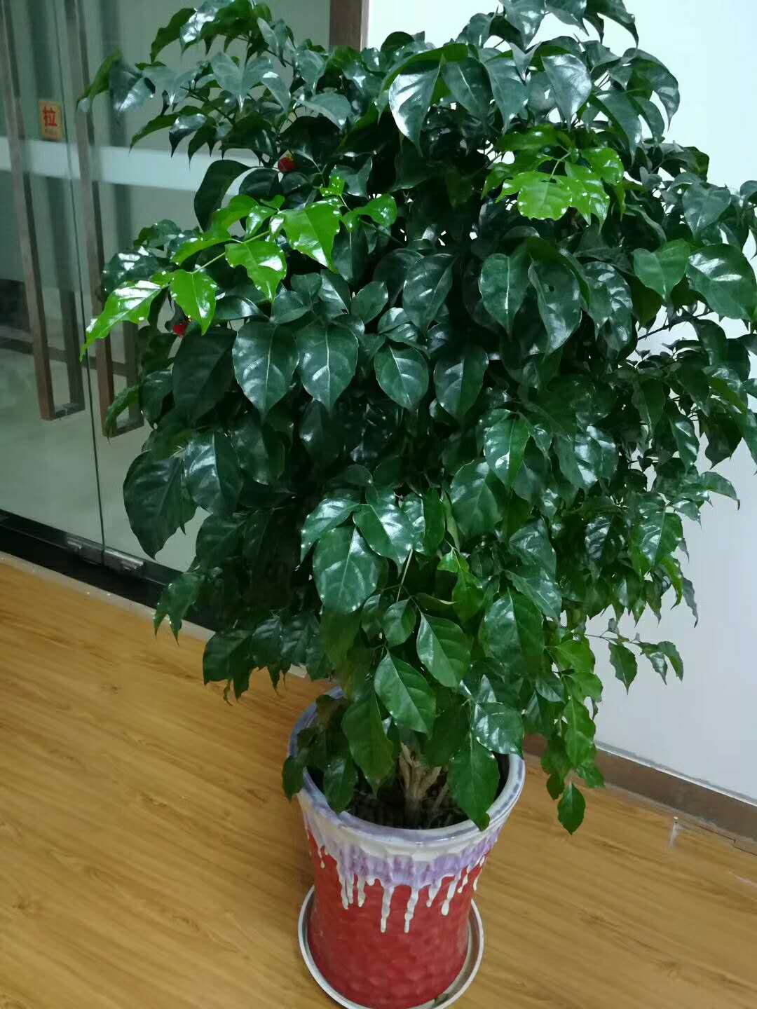 100种绿植大全,50种盆栽绿植花卉大全