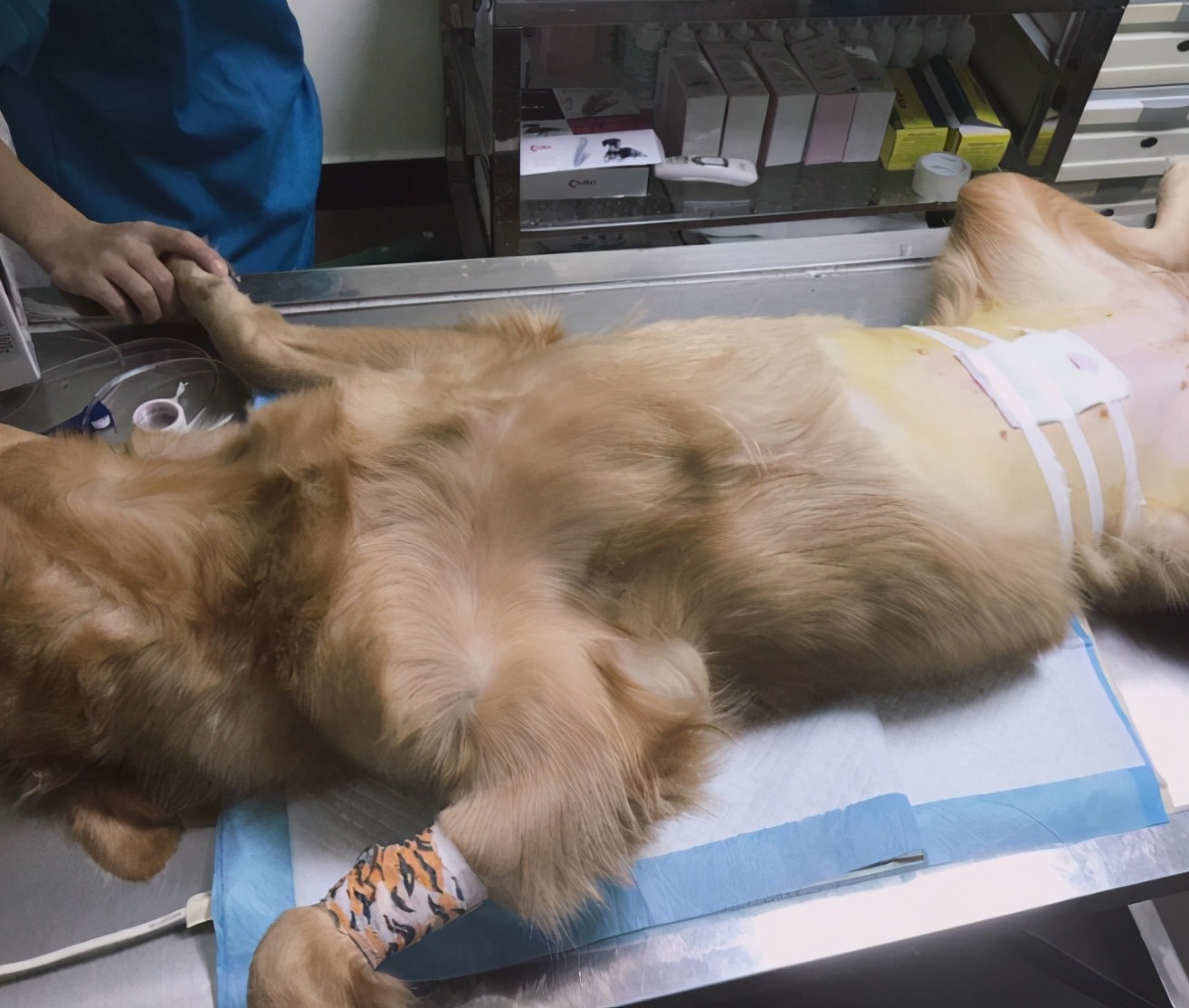 十大不建议养金毛犬的原因,养金毛犬要关注什么