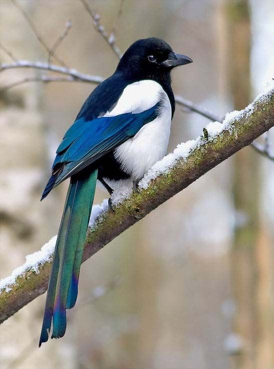 为什么喜鹊是个吉祥鸟,喜鹊真的喜鹊吗