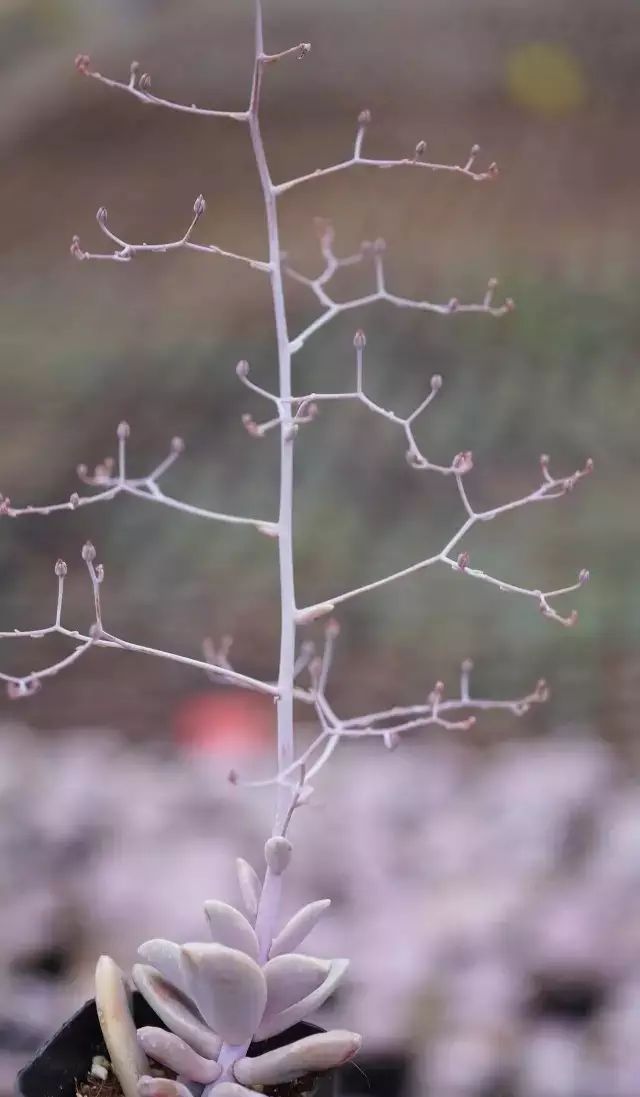 多肉花剑是个宝,多肉花剑可以干什么