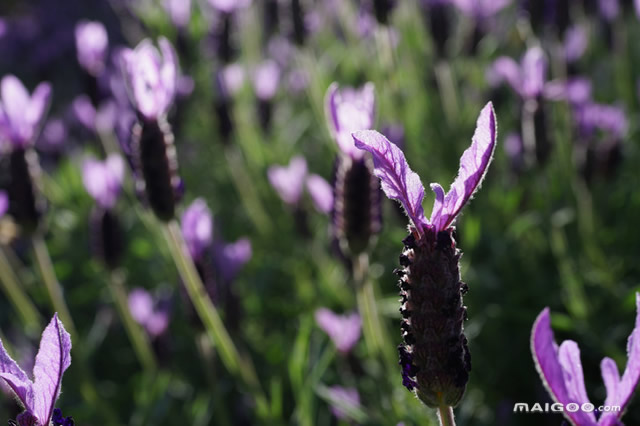 石家庄现在适合拍照的地方,石家庄拍照好去处冬天