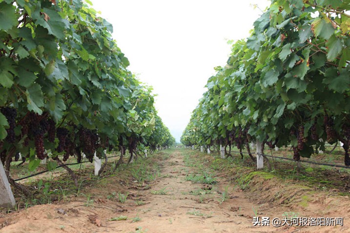 小镇给葡萄接上“电”，香甜可口远销四方