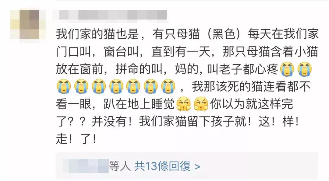 猫圈一定是魔咒吗,猫圈玄学黑猫