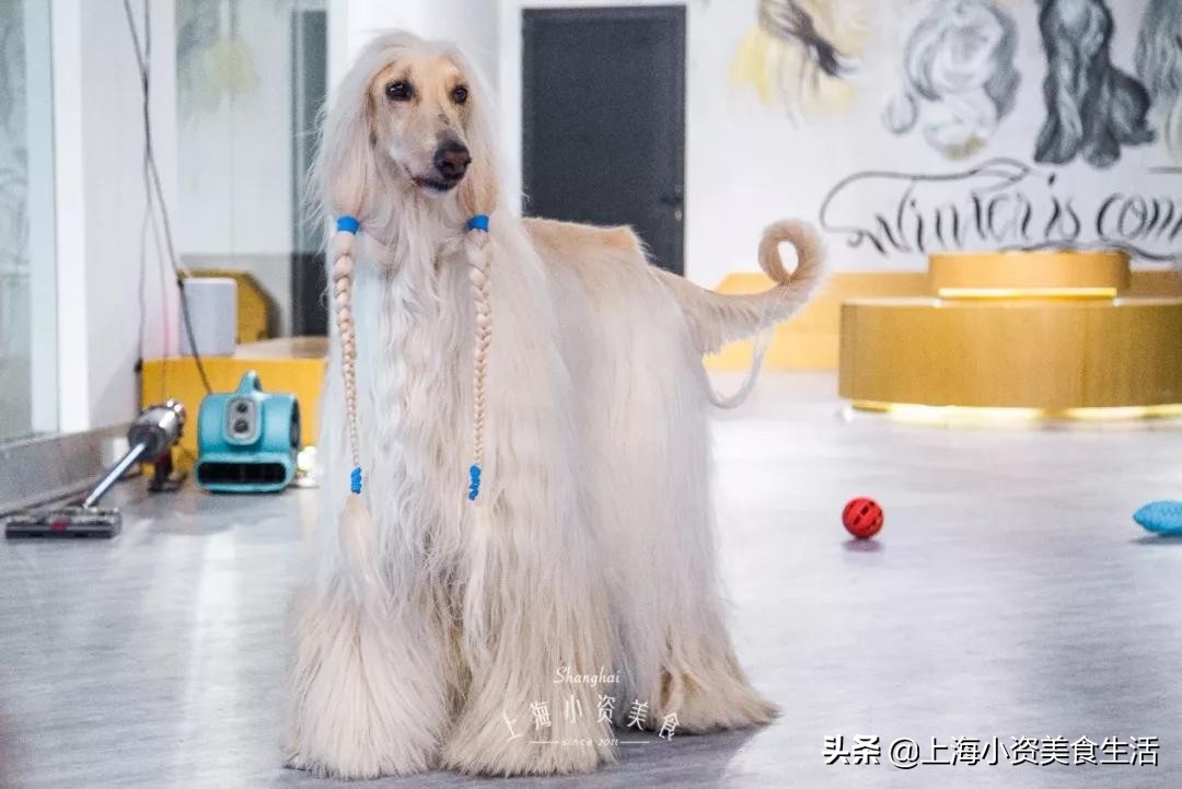 魔都哈士奇体验馆宠物咖啡,魔都哈士奇咖啡馆