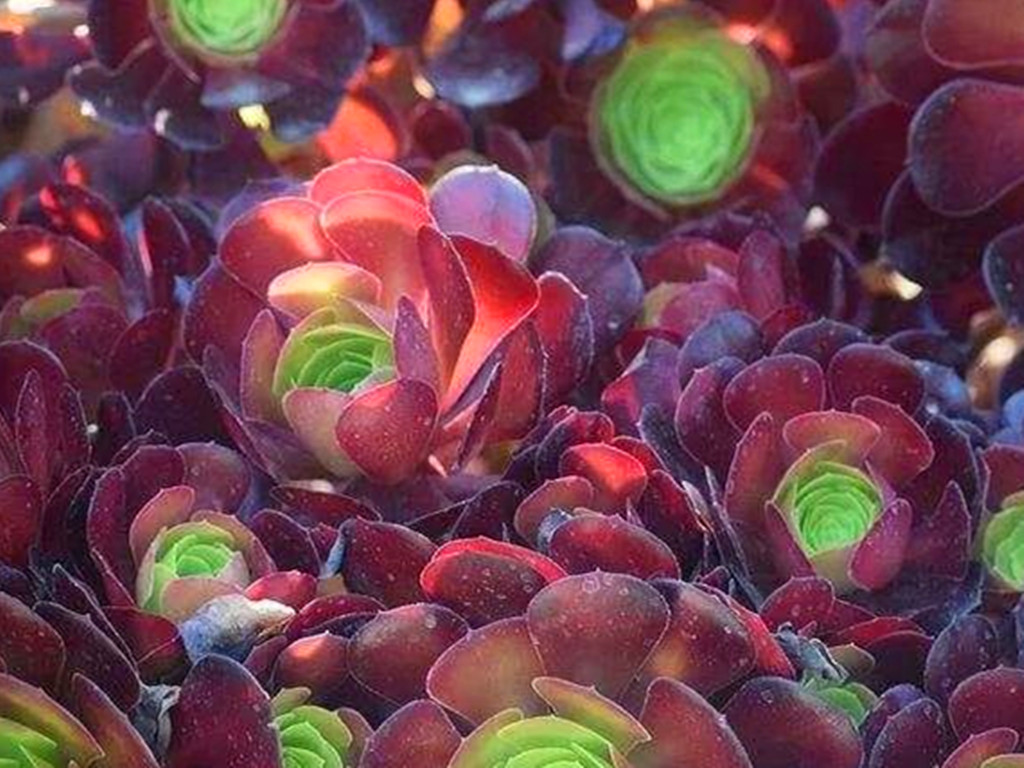 花市买多肉好还是网购多肉好？优缺点都摆在这里，看你喜欢哪种