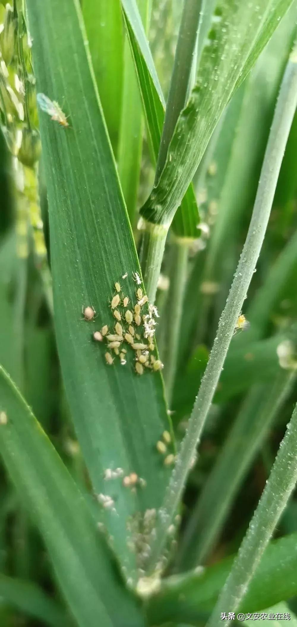 小麦穗子上的病害,小麦麦穗病害