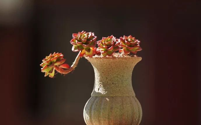 多肉长气根的原因及治疗,为啥多肉杆上长须根