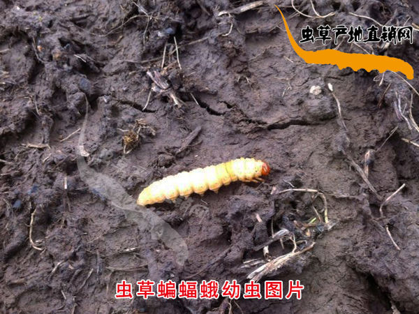 冬虫夏草专属药,冬虫夏草真实作用