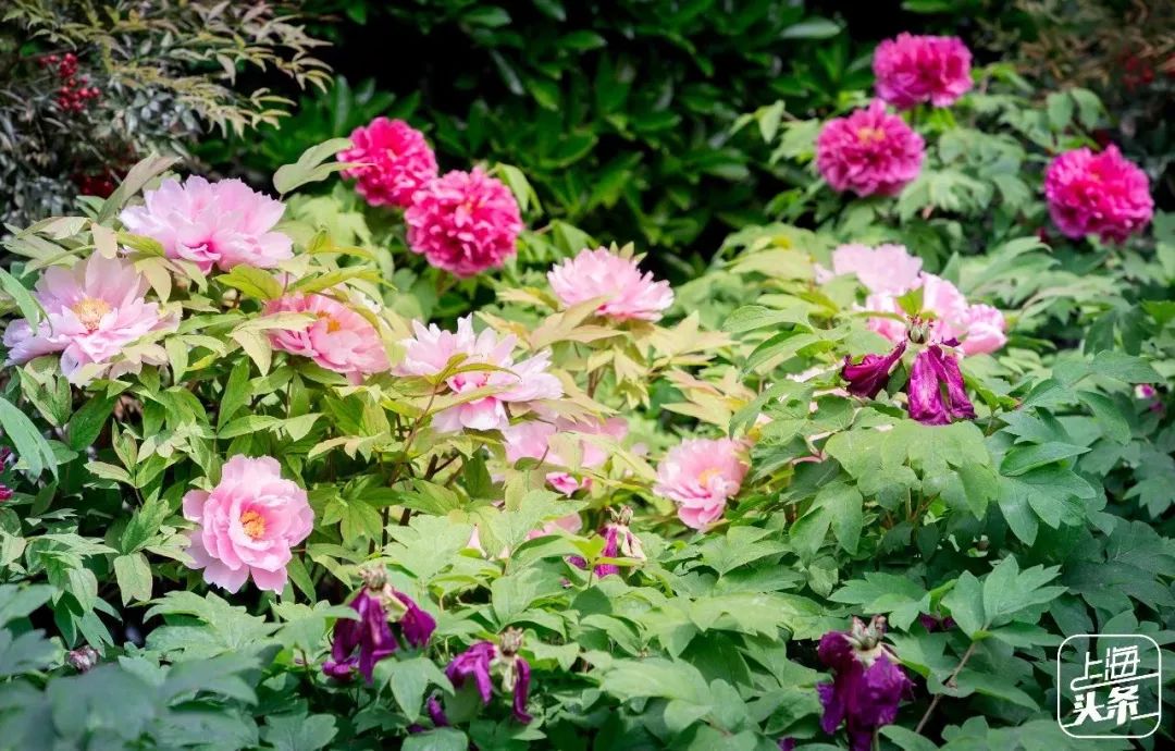 生日当天上海免费景点,上海网红打卡地点景点免费