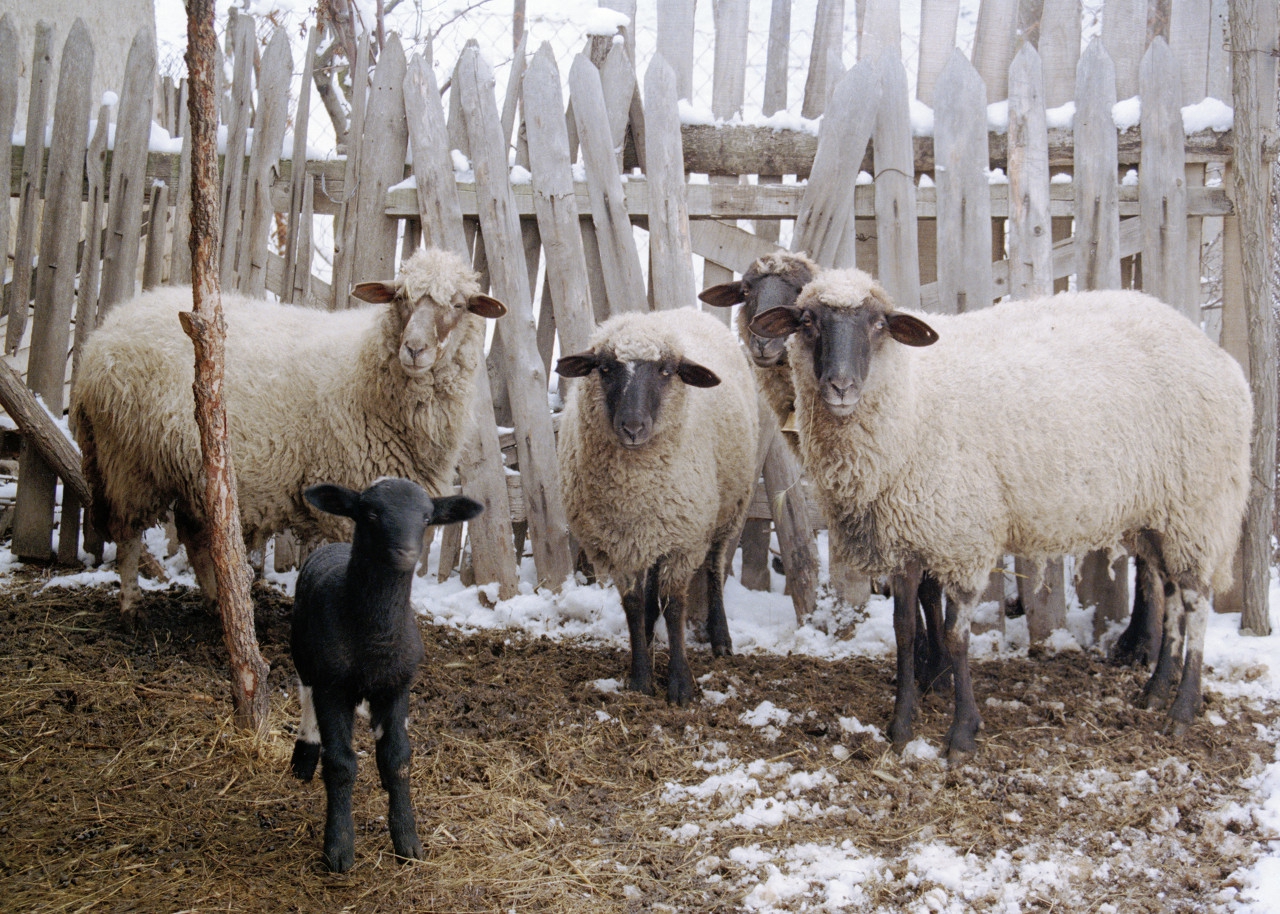 怎样建设羊圈,散养羊圈的最新搭建方法