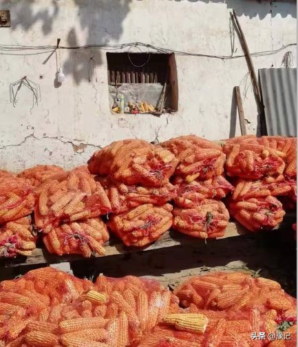 最是八月玉米棒，梦里都金黄