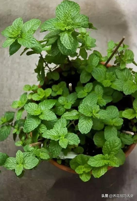 帮助睡眠的花水养,睡眠不理想试试养这4种花