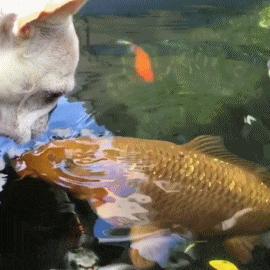 华山派搞笑二人组gif,华山论剑搞笑连环动图